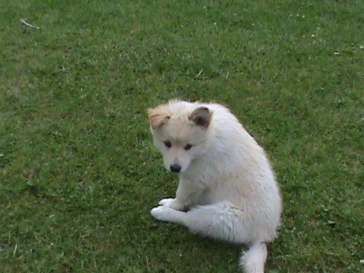 Finsk lapphund Valo - Det ene øre har rejst sig. billede 8