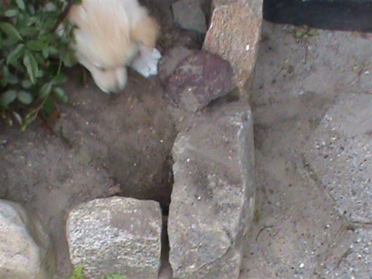 Finsk lapphund Valo - Det første hul Valo gravede i haven. billede 9