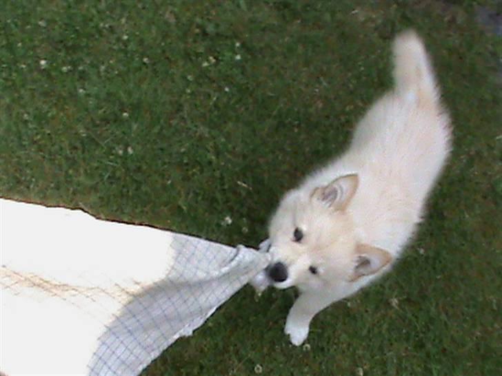 Finsk lapphund Valo - Så skal det frække viskestykke ha´ skal det. billede 10