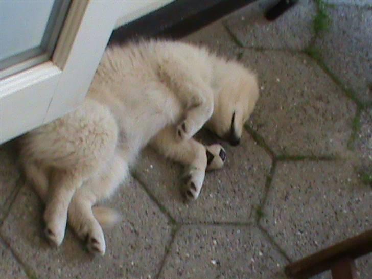 Finsk lapphund Valo - Tager en lur med sin bold. billede 11