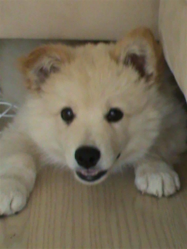 Finsk lapphund Valo - Skal vi lege? billede 12