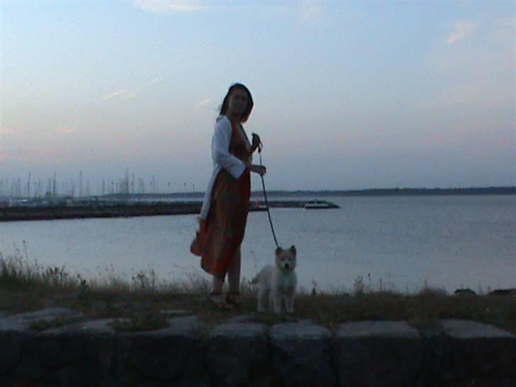 Finsk lapphund Valo - Valo´s første strand-tur / kronborg-tur. billede 13