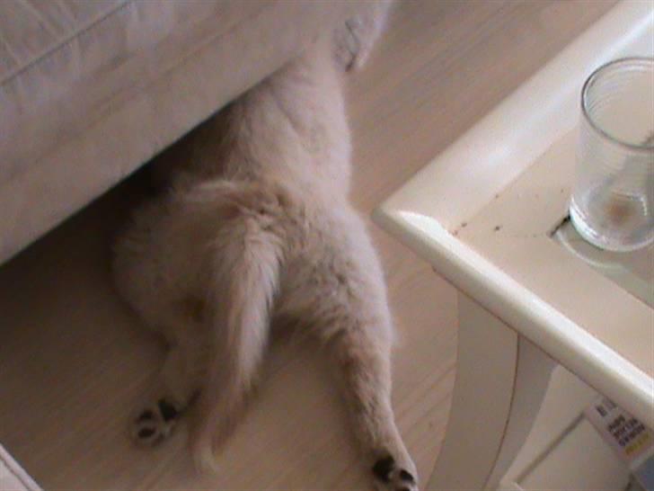 Finsk lapphund Valo - Jeg hved bare at bolden er her inde et sted. billede 14