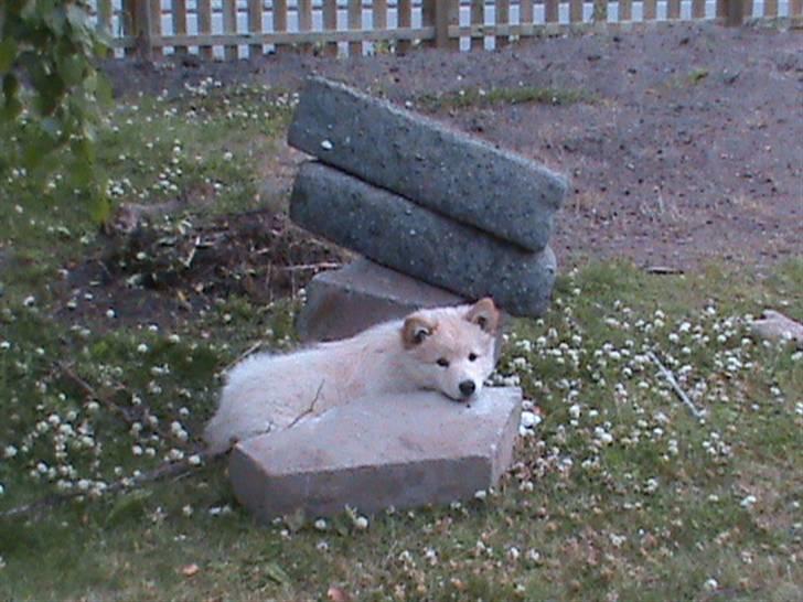 Finsk lapphund Valo - Det er mine sten, I får dem ikke. billede 15