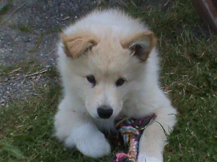 Finsk lapphund Valo billede 16