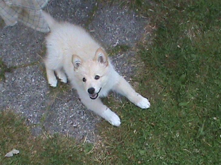 Finsk lapphund Valo billede 17