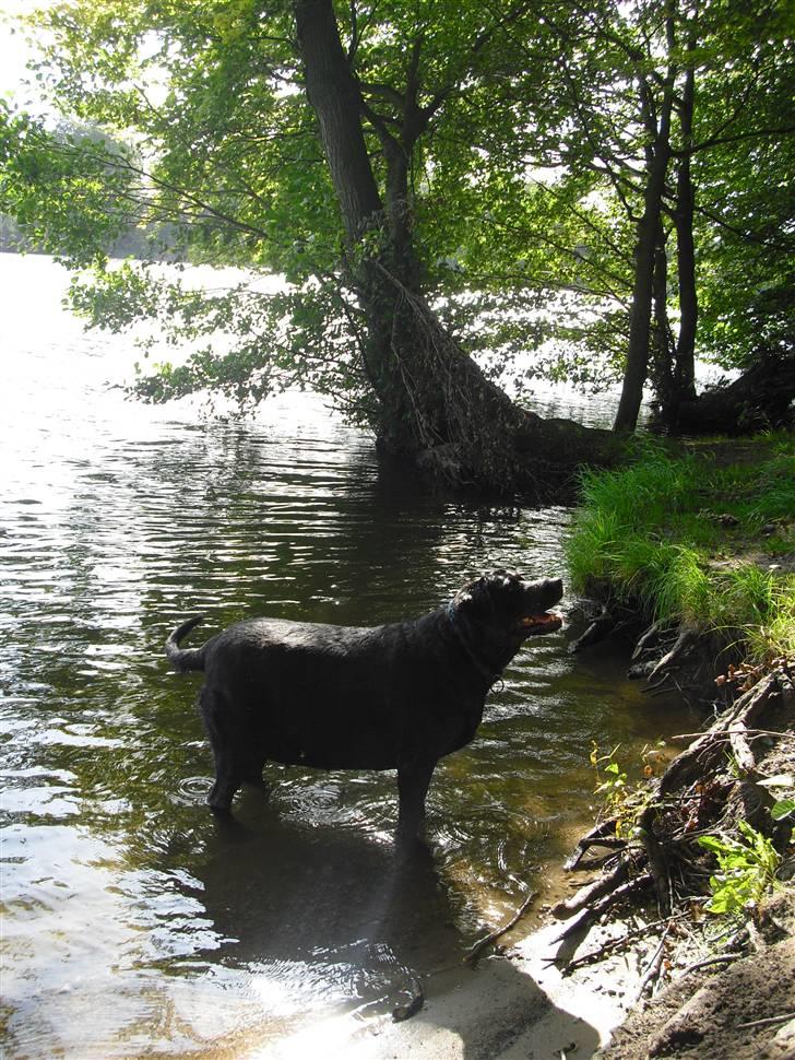 Blanding af racer Tulle billede 1