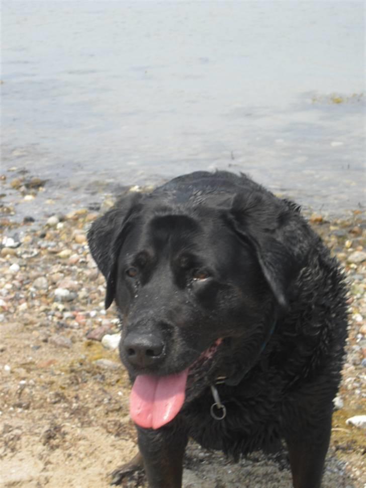 Blanding af racer Tulle billede 2