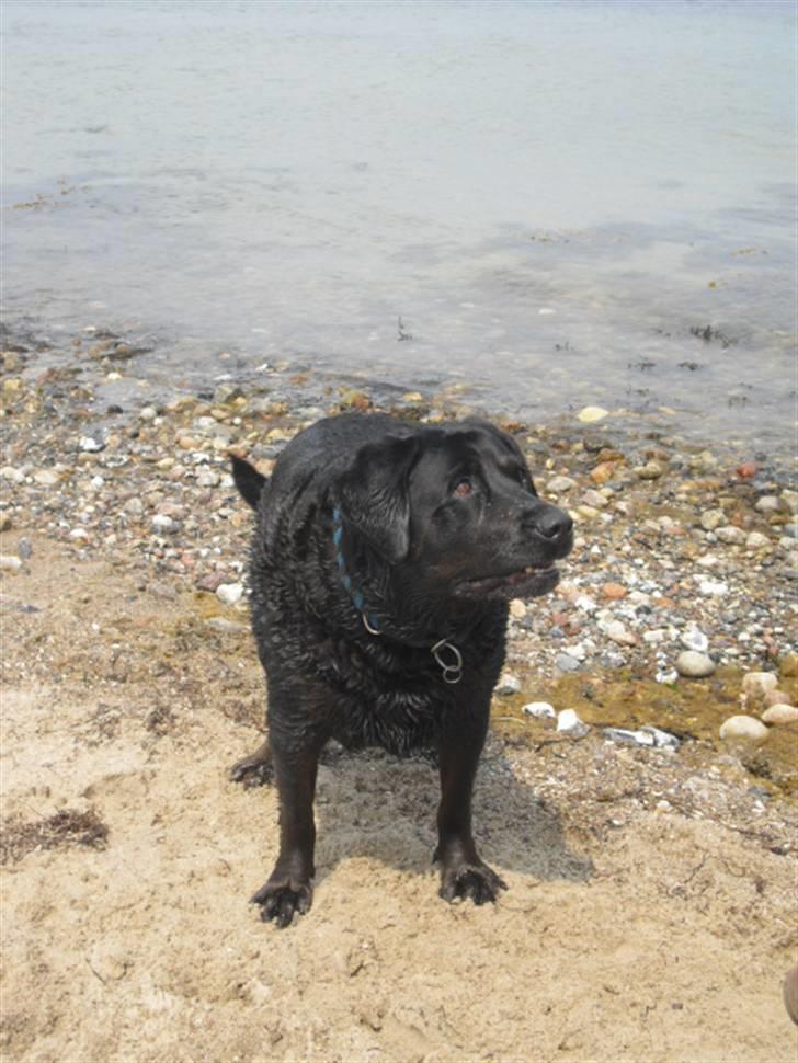 Blanding af racer Tulle billede 5