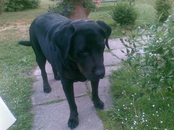 Blanding af racer Tulle billede 6