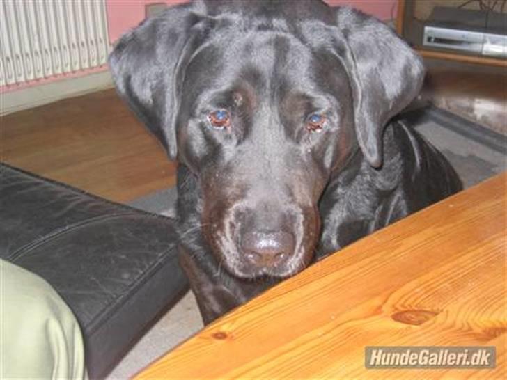 Blanding af racer Tulle billede 7