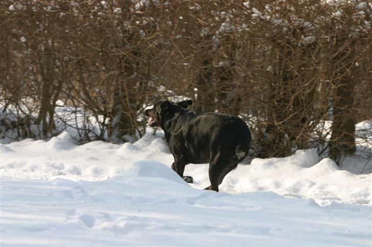 Blanding af racer Tulle billede 8