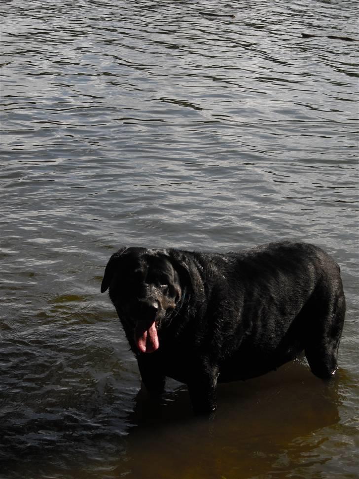 Blanding af racer Tulle billede 9