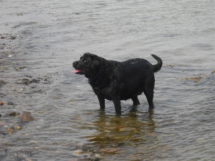 Blanding af racer Tulle billede 10