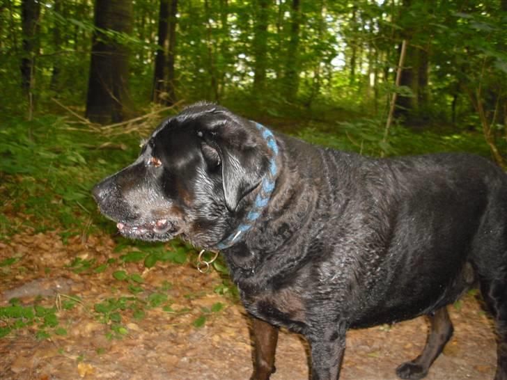 Blanding af racer Tulle billede 11