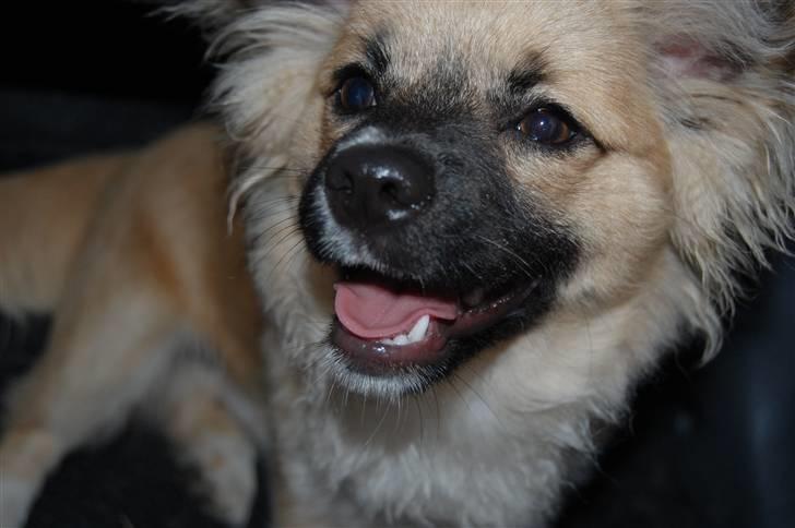 Blanding af racer Shorty billede 19