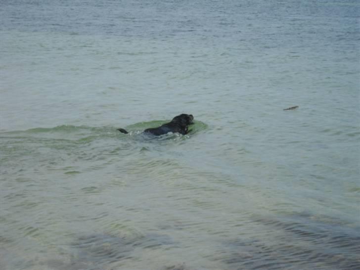 Blanding af racer Tulle billede 12