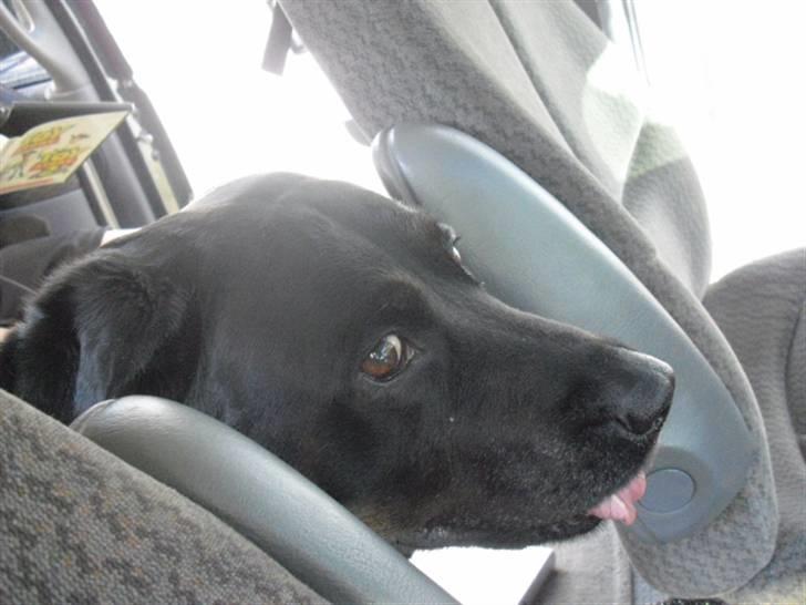 Blanding af racer Tulle billede 13