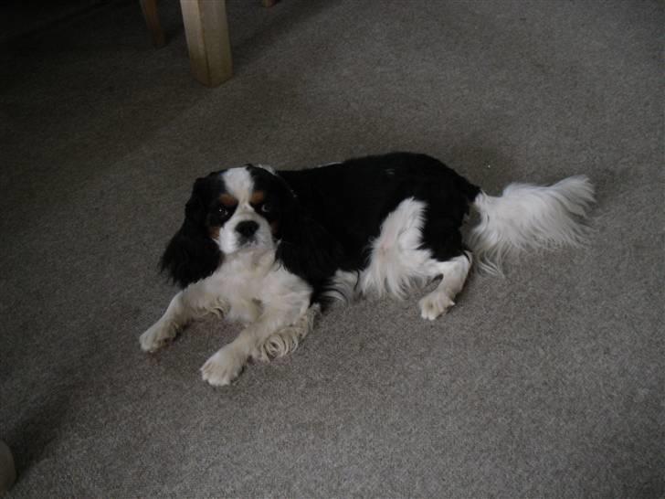 Cavalier king charles spaniel Lucky billede 1