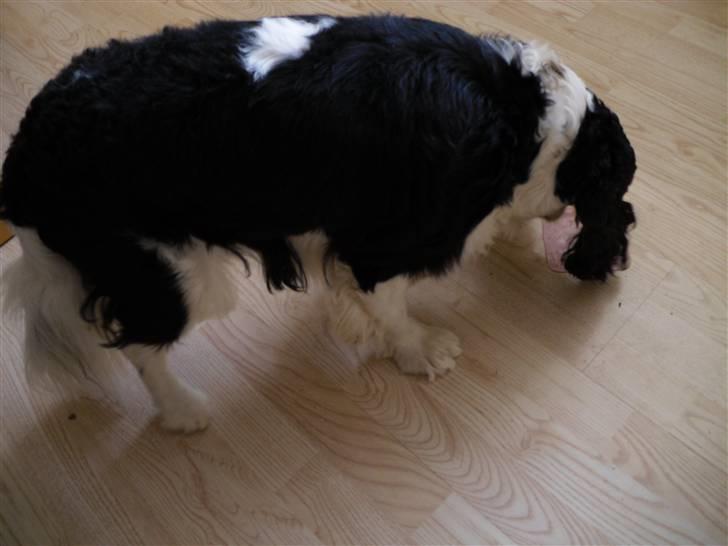 Cavalier king charles spaniel Lucky billede 2