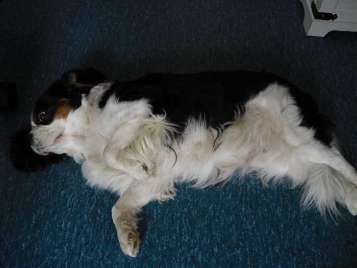 Cavalier king charles spaniel Lucky billede 3