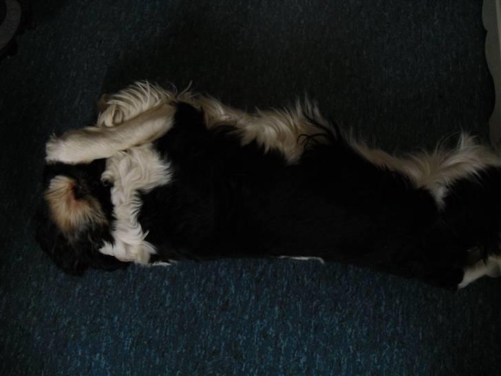 Cavalier king charles spaniel Lucky billede 4