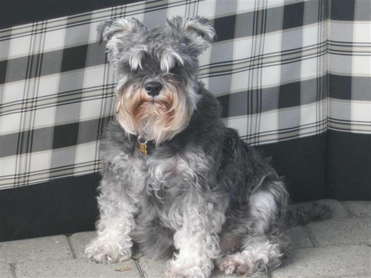 Dvaergschnauzer Pichu billede 1