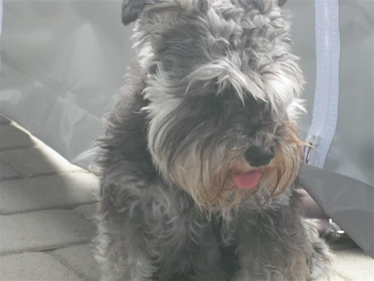 Dvaergschnauzer Pichu billede 2