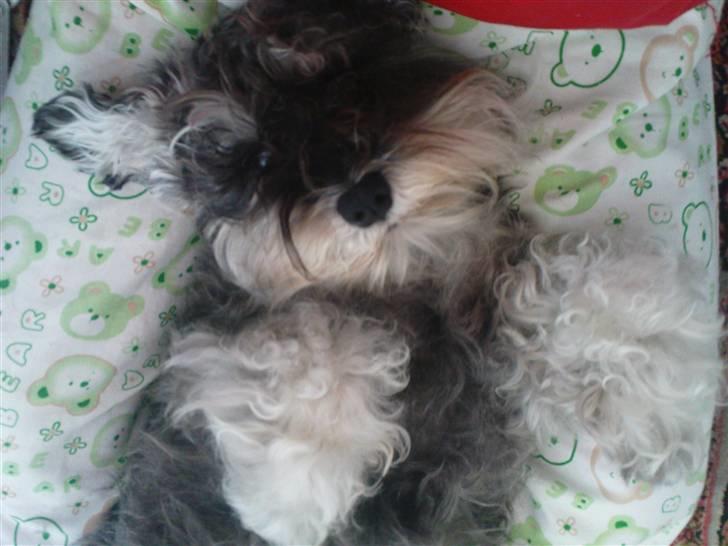 Dvaergschnauzer Pichu billede 3