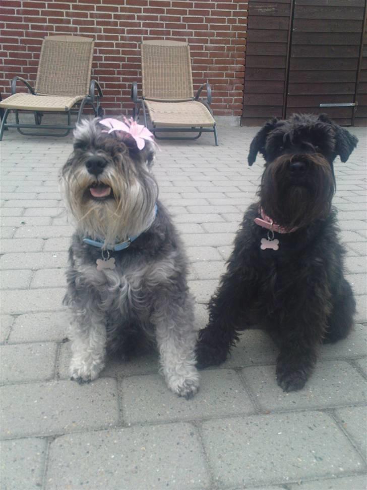 Dvaergschnauzer Pichu billede 4
