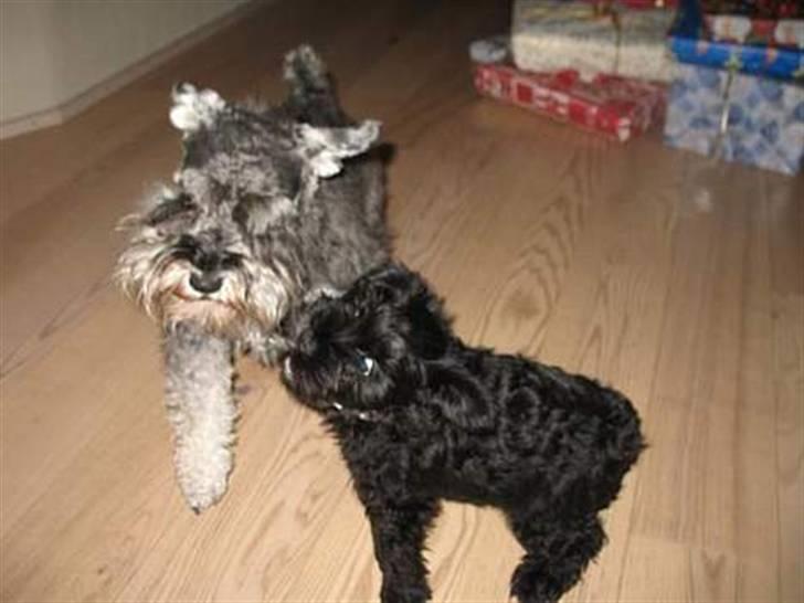 Dvaergschnauzer Pichu billede 5