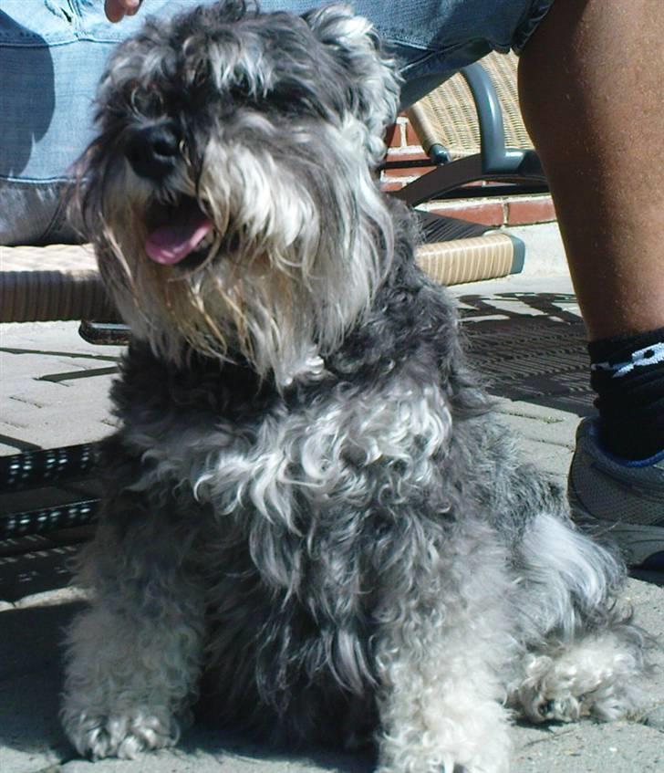 Dvaergschnauzer Pichu billede 6