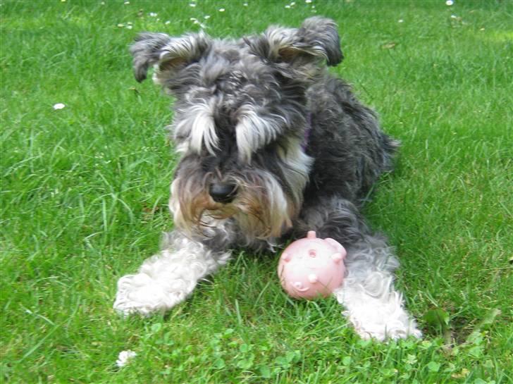Dvaergschnauzer Pichu billede 7