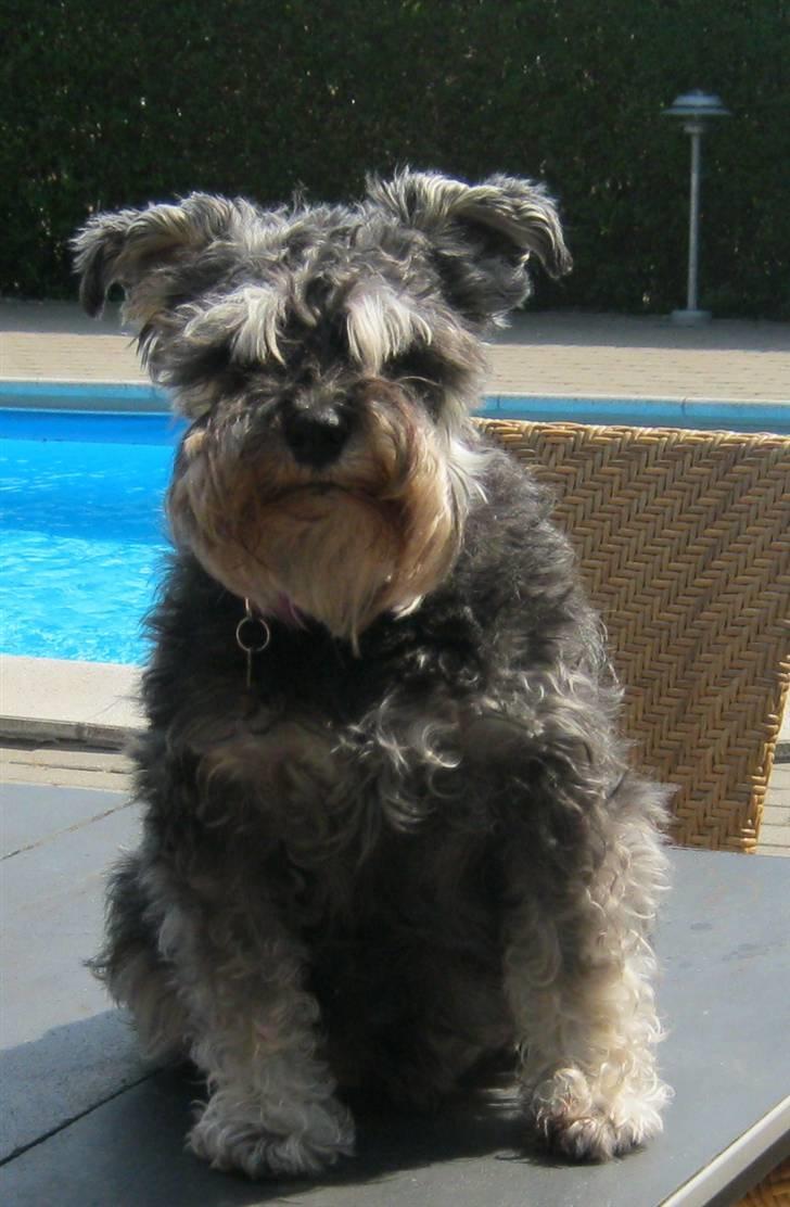 Dvaergschnauzer Pichu billede 8