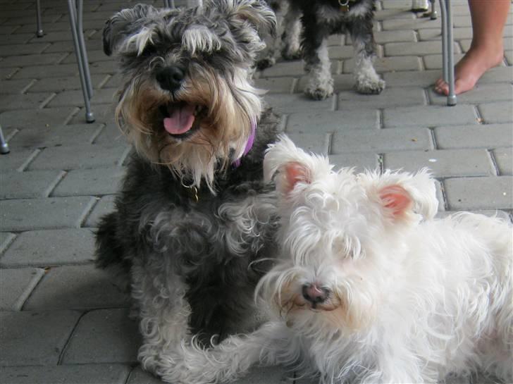Dvaergschnauzer Pichu billede 9