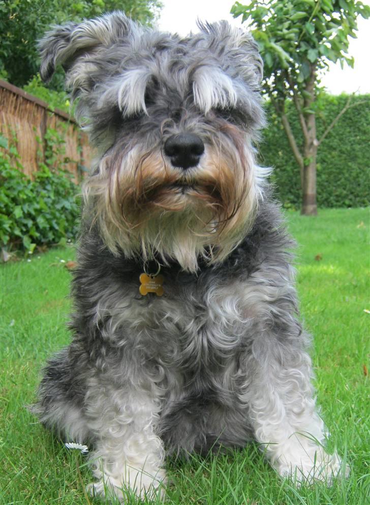 Dvaergschnauzer Pichu billede 10