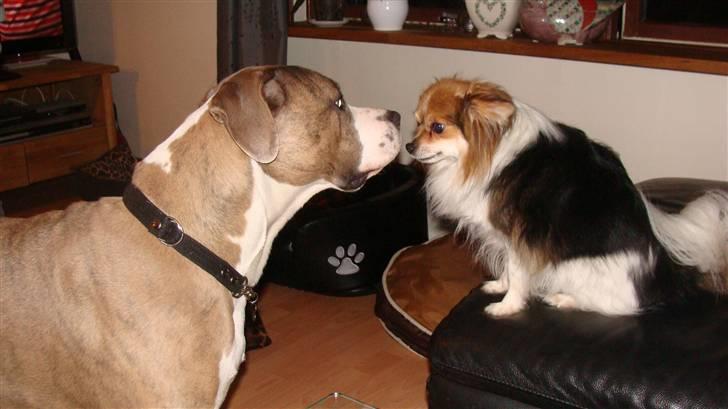 Blanding af racer Kento billede 9