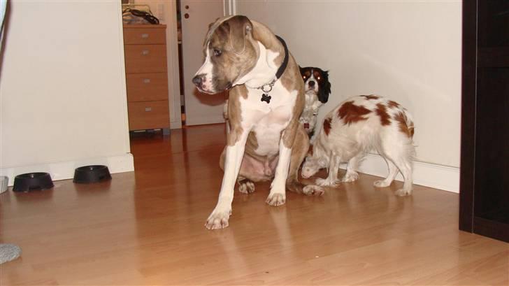 Blanding af racer Kento billede 11