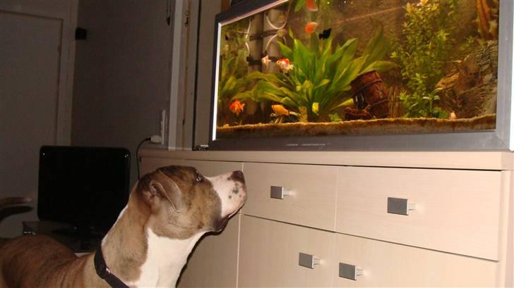 Blanding af racer Kento billede 12