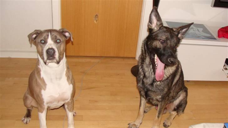 Blanding af racer Kento billede 13