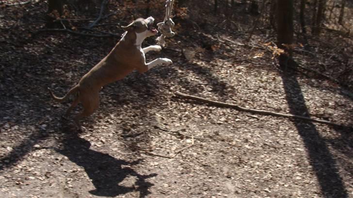 Blanding af racer Kento billede 14