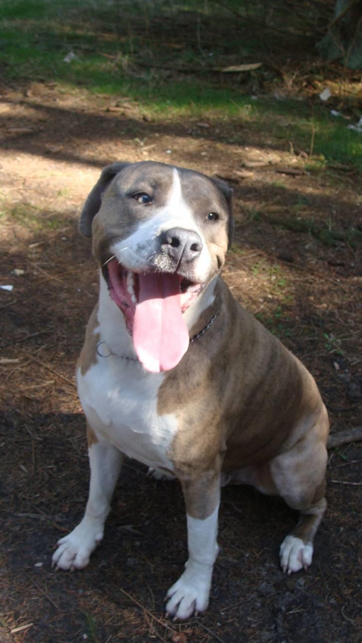 Blanding af racer Kento billede 15