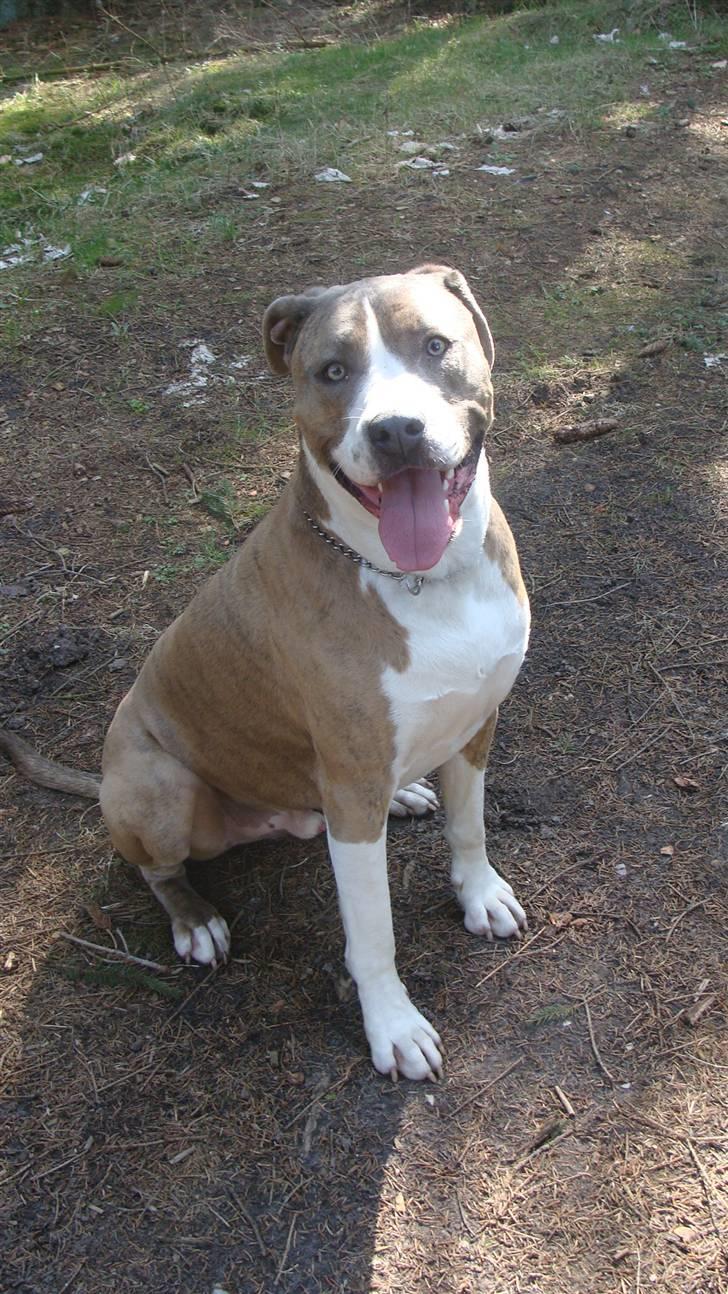 Blanding af racer Kento billede 16