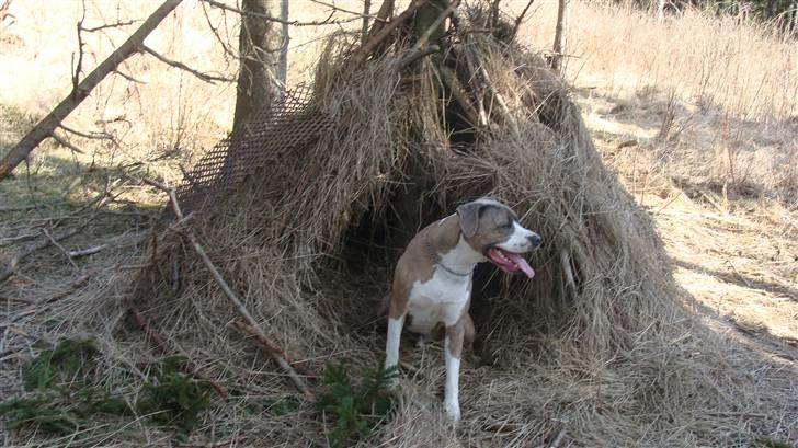 Blanding af racer Kento billede 17