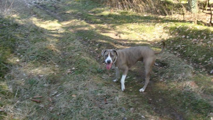 Blanding af racer Kento billede 18