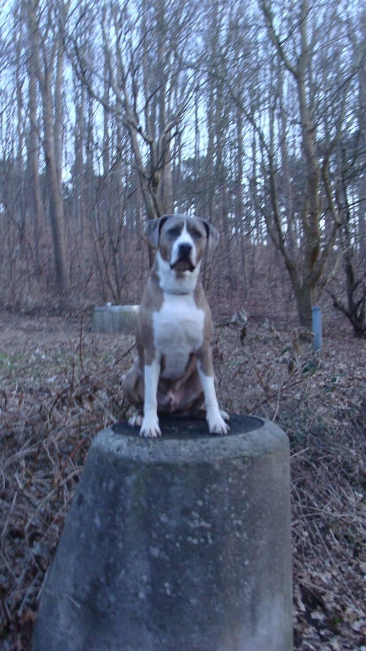 Blanding af racer Kento billede 19