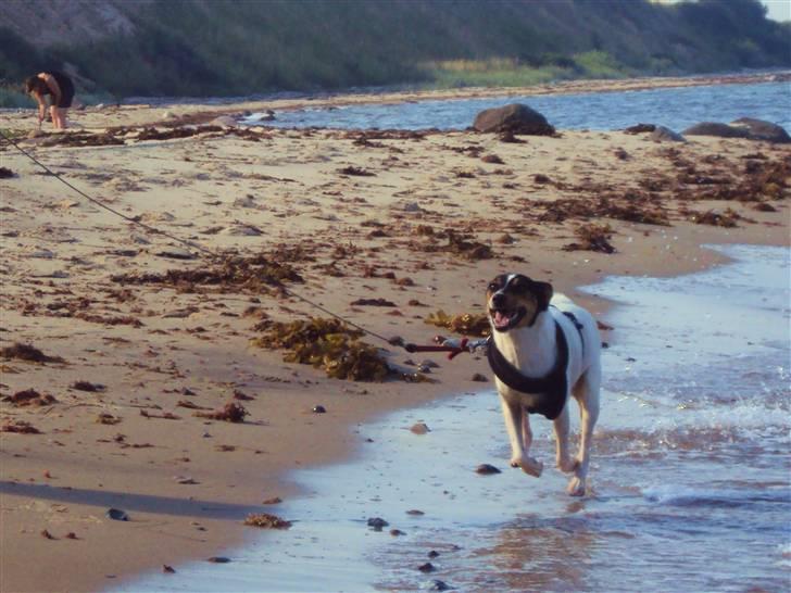 Dansk svensk gaardhund Stella - Stella i fuld fart langs med stranden. Fotograf: CHJ PICTURES billede 13
