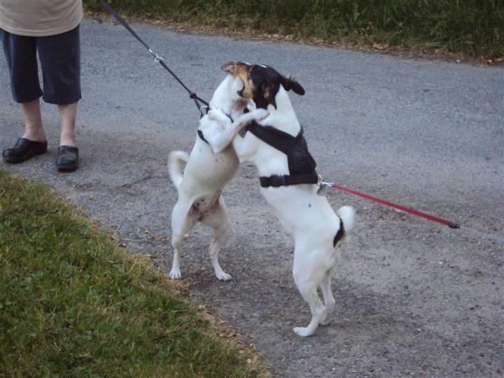 Dansk svensk gaardhund Stella - Stella og hendes søster. De er simpelthen så glade for hinanden at de stod og krammede hinanden :) Fotograf: CHJ PICTURES billede 14