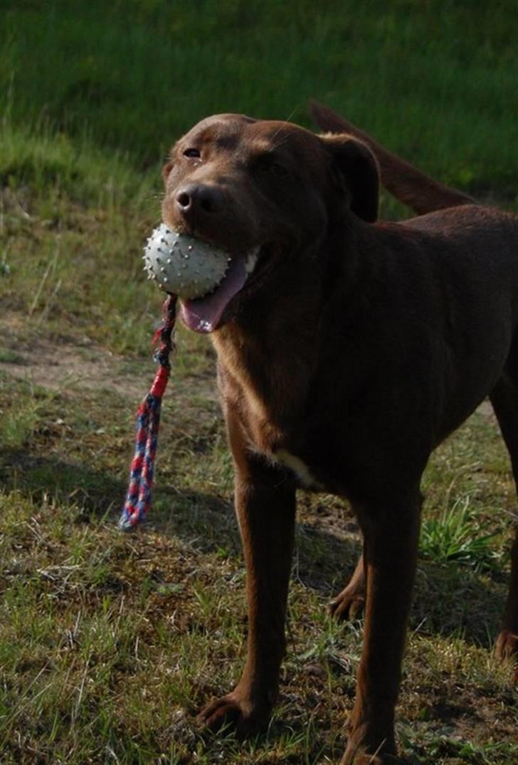 Blanding af racer Bertha billede 9