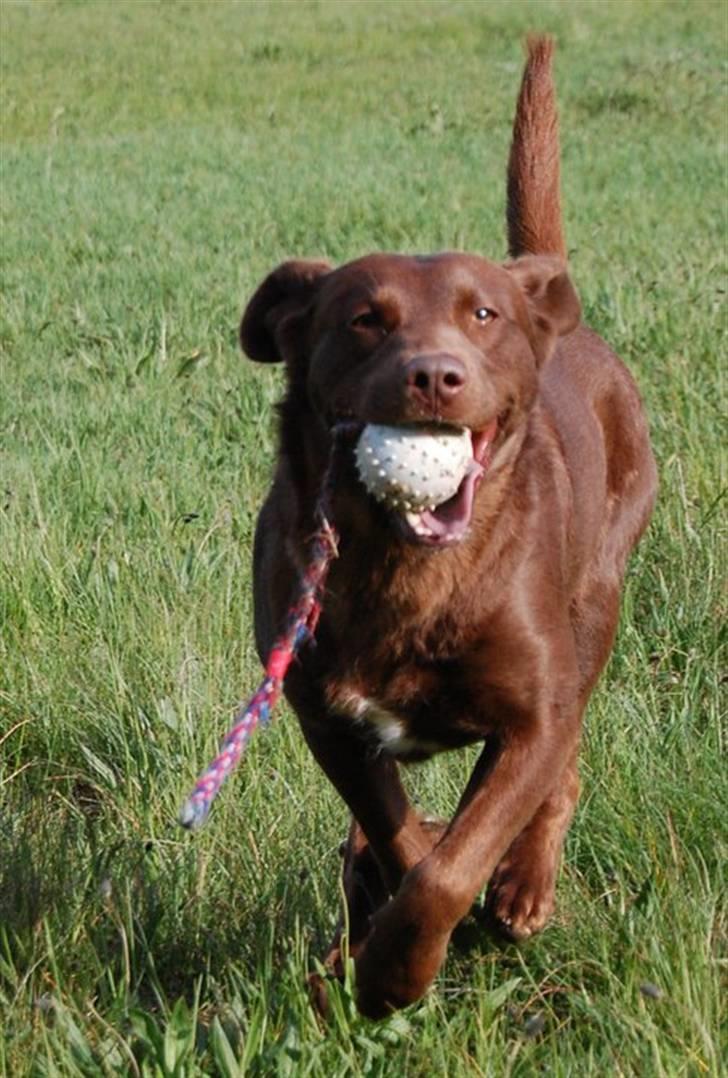 Blanding af racer Bertha billede 10